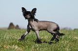 CHIEN NU CHINOIS 139